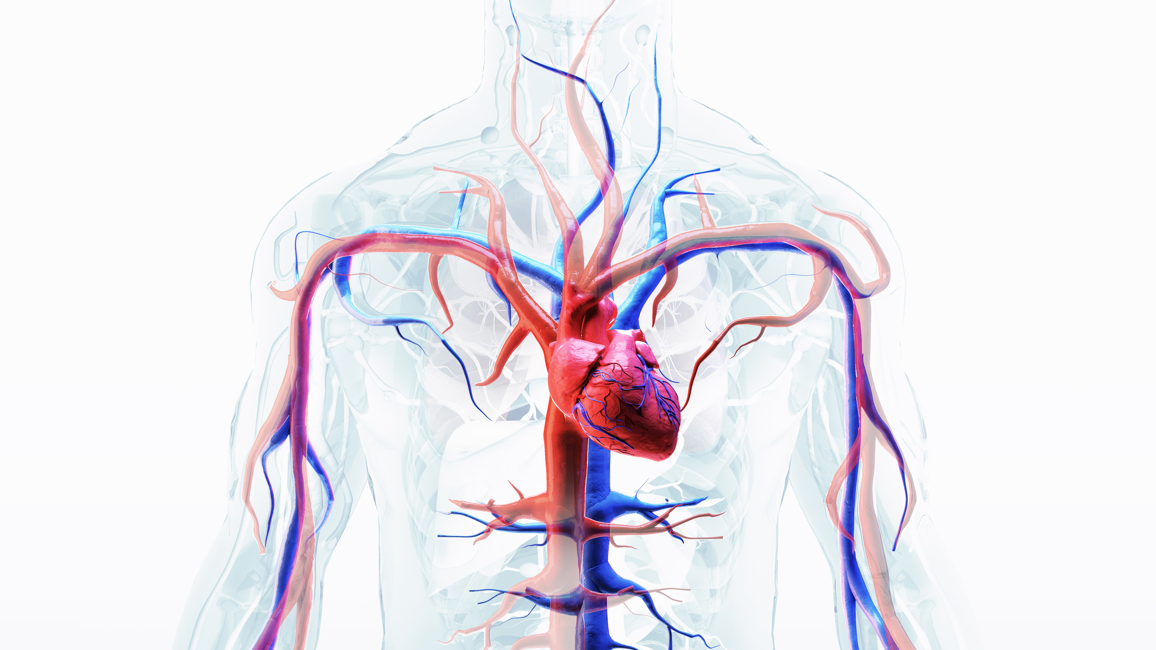 Understanding the concept of vessel health and preservation - Human body with heart and cardiovascular circulatory