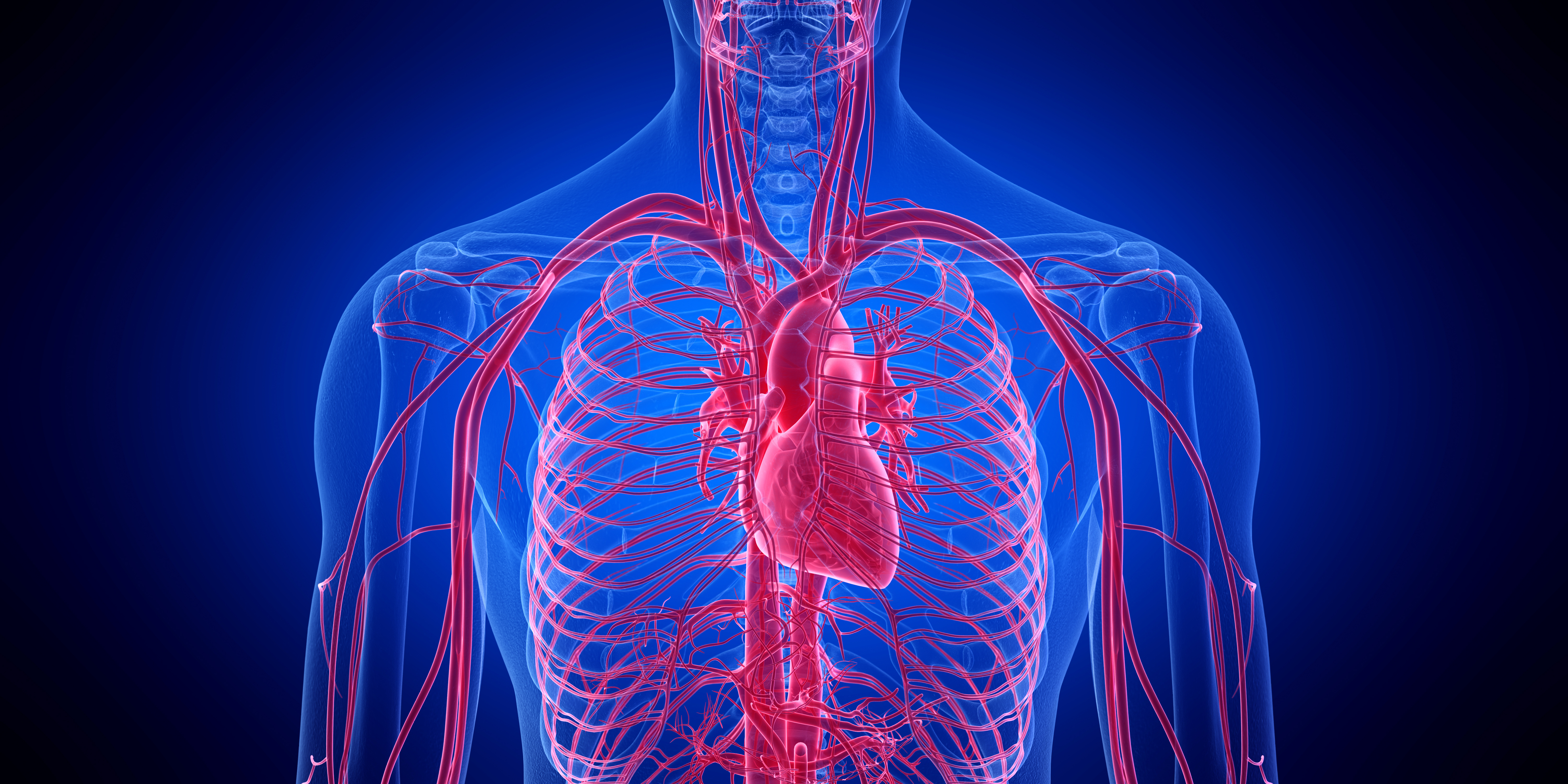 3d rendered medically accurate illustration of the human heart - Overview of anatomy and physiology related to vascular access veins of the chest and neck