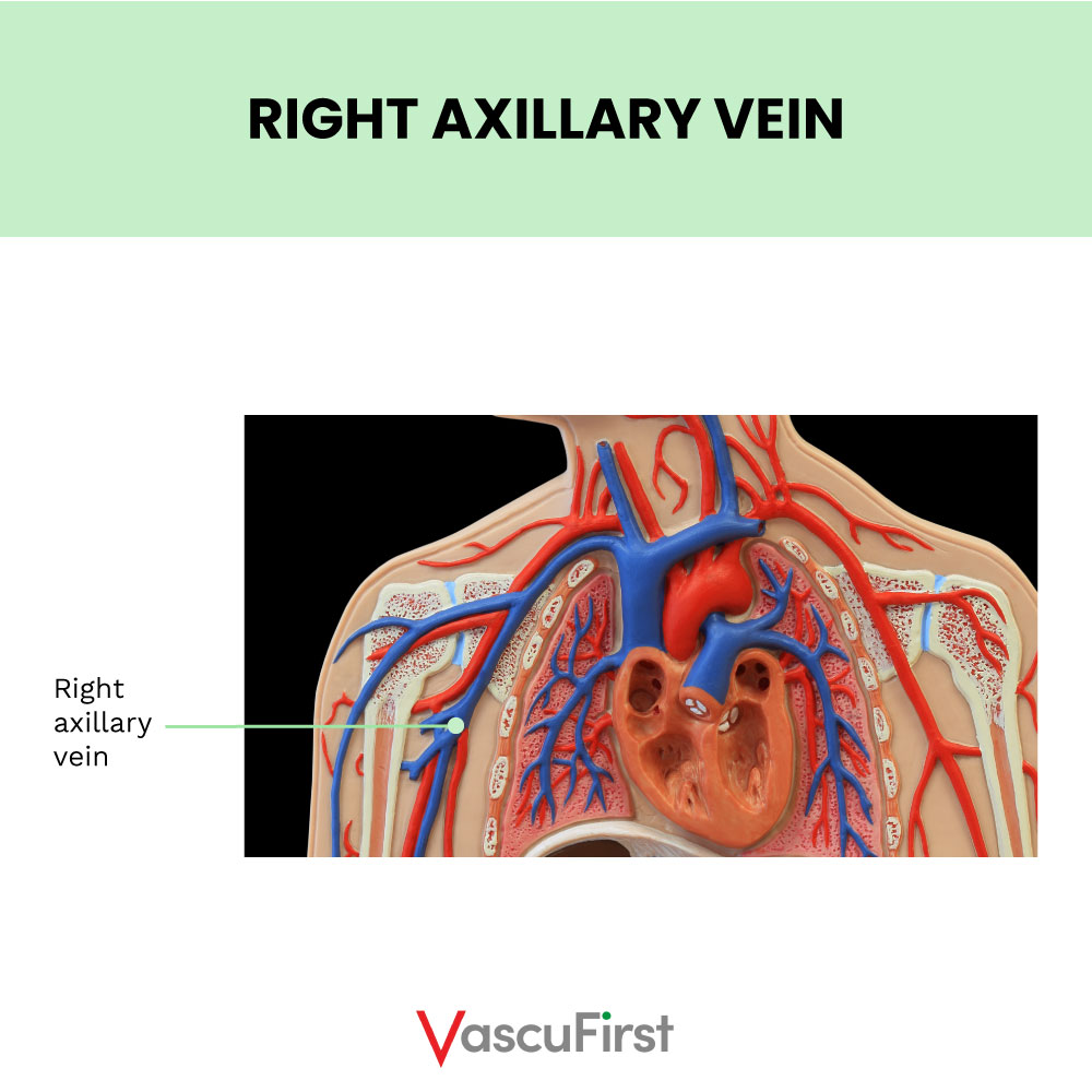 Right axillary vein